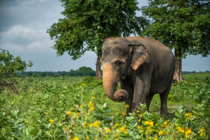 Things You Didn’t Know About: Jacobson’s Organ